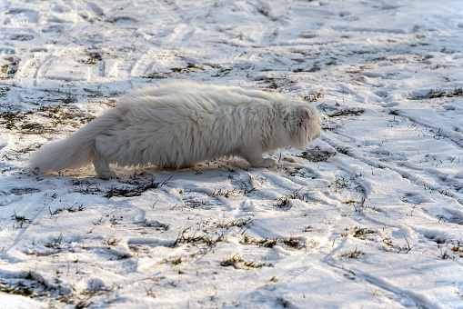 Longhair Scottish Fold Cat on the snow like wild animal position