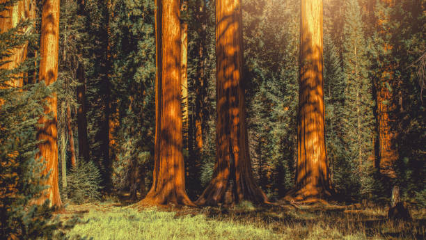 Giant Sequoia Trees Woodland Panoramic Giant Sequoia Trees Woodland Panoramic Photo in California Sierra Nevada Mountains. sequoia tree stock pictures, royalty-free photos & images