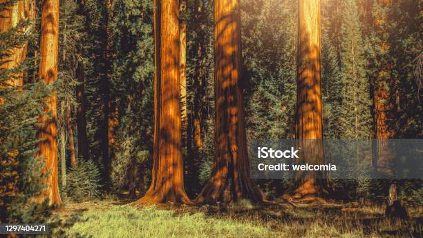 Giant Sequoia Trees Woodland Panoramic Stock Photo - Download Image Now - Giant Sequoia, Panoramic, Sequoia Tree