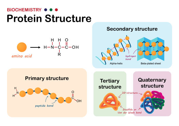 Biochemistry Diagram Show Levels Of Protein Structure From Amino Acid And Polypeptide Bond Stock Illustration - Download Image Now - iStock Biochemistry Diagram Show Levels Of Protein Structure From Amino Acid And Polypeptide Bond Stock Illustration - Download Image Now - iStock