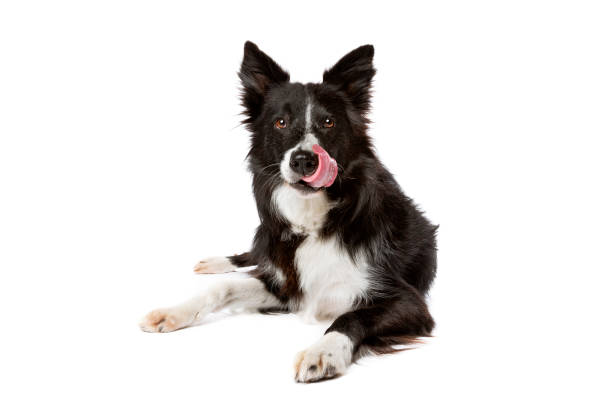 One year old border collie is looking at the camera.