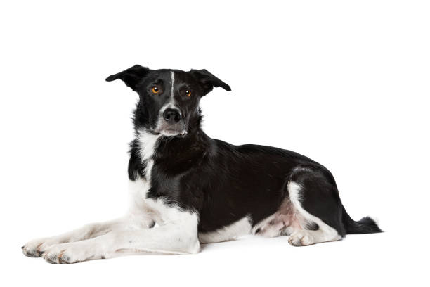 istock black and white border collie dog 1297405656