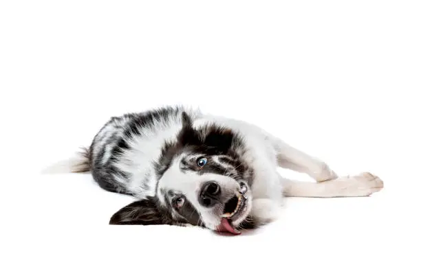 blue merle border collie dog in front of a white background
