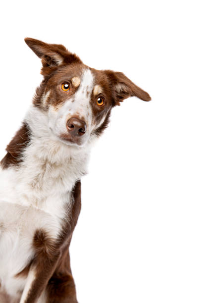 istock brown and white border collie dog 1297405675
