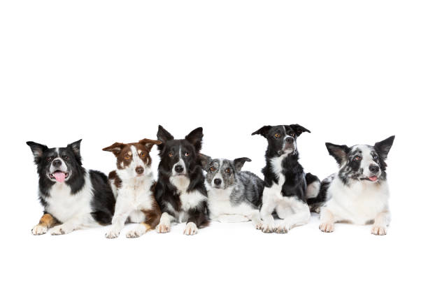 istock six border collie dogs 1297405707