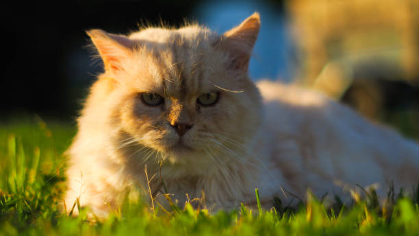 perski kot leżący w trawie - leopard horizontal snout fur zdjęcia i obrazy z banku zdjęć