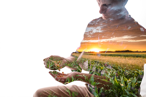 Double exposure of a male farmer looking at seed in hands at cultivated field