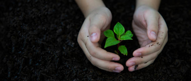 istock Hands child holding young plants keep environment on the back soil in the nature park of growth of plant for reduce global warming, green nature background. Ecology and environment concept. 1297407119