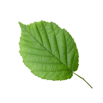 Green hazel leaf isolated on white background close-up.
