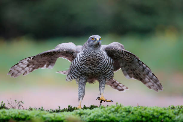 istock Northern Goshawk in the forest 1297408360