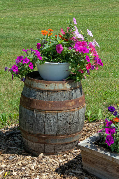 istock Petunias in Pot on Vintage Barrel 1297408370