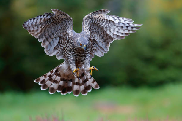 istock Northern Goshawk in the forest 1297408392