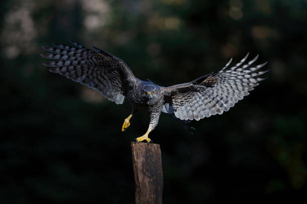 istock Northern Goshawk in the forest 1297408438