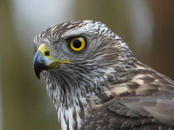 istock Close-up of a Buzzard 1297409357