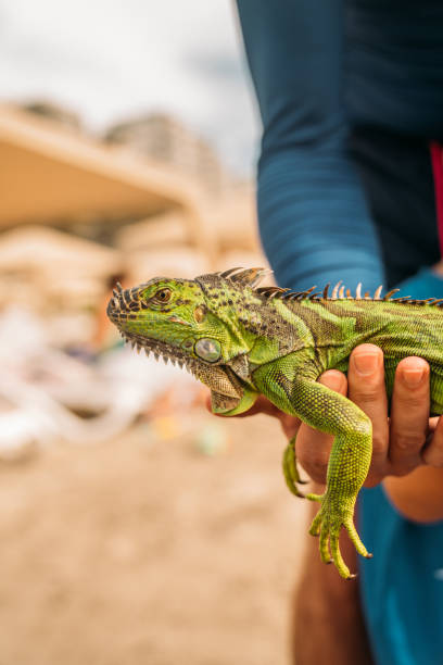 istock Boy holding a iguana at the beach 1297409571