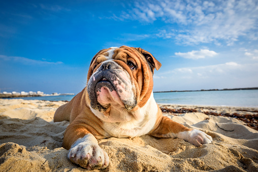 Portrait of English Bulldog on Agia Thekla beach in Cyprus