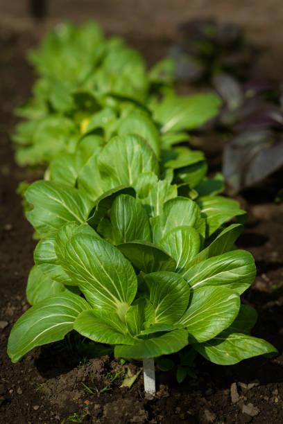 Pak Choi Plants Growing in Scotland
