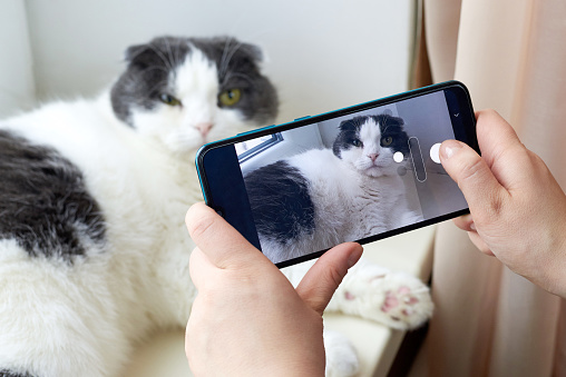 A woman photographs her cute fold cat on the smartphone.