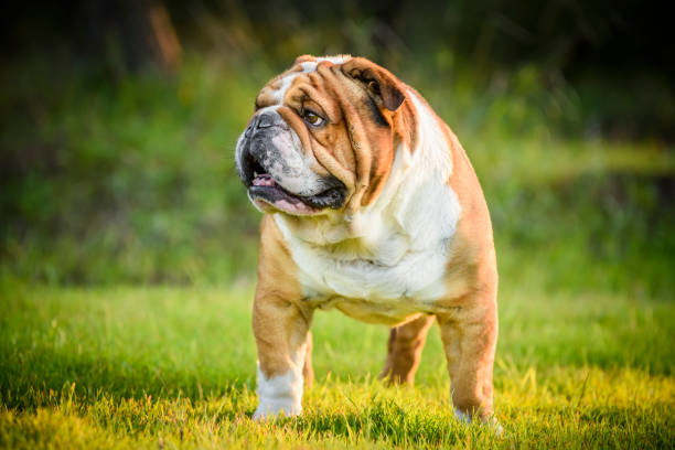 Portrait of English Bulldog stock photo