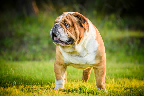 portret buldoga angielskiego - english bulldog zdjęcia i obrazy z banku zdjęć