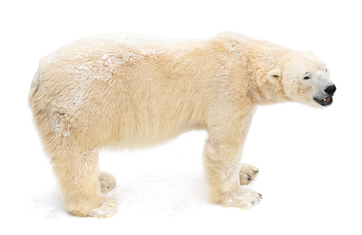 Distant image of one polar bear (Ursus maritimus) walking on the frozen Hudson Bay, waiting for the bay to freeze over completely, so it can begin the hunt for ringed seals.\n\nTaken in Churchill, Manitoba, Canada