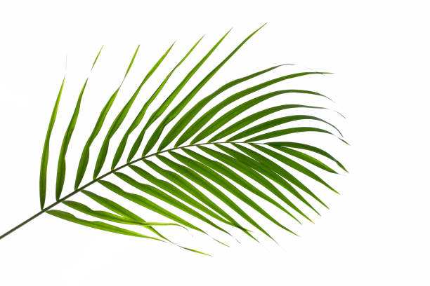 istock leaves of palm tree isolated on white background 1297411467