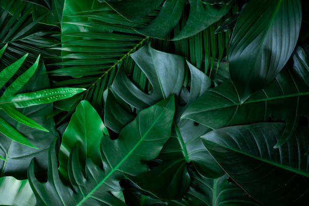 istock closeup nature view of tropical leaf background 1297411481