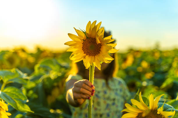 ヒマ�ワリを持つ女の子の手のクローズアップ - sunflower field flower yellow ストックフォトと画像