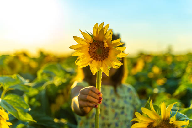 Close up of girl's hand holding sunflower Beautiful child girl in yellow garden of sunflowers sunflower stock pictures, royalty-free photos & images