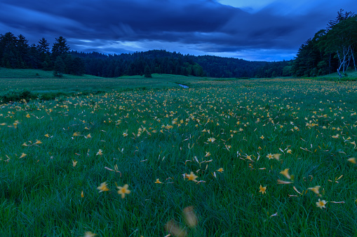 Oe Marsh where alpine plants (Scientific name:Hemerocallis dumortieri var. esculenta) blooms at dusk.Oze is a national park and most well known features are the Ozegahara Marshland and the Ozenuma Pond.