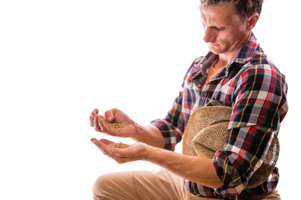 Manexamining seeds with hands cupped. Wheat.