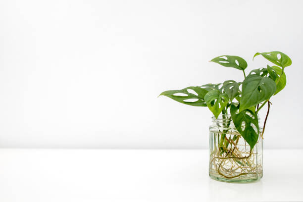 Water propagation Monstera Adansonii house plant on a white table.