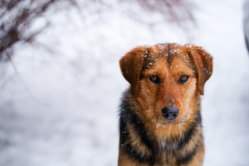 A street dog in the snow.