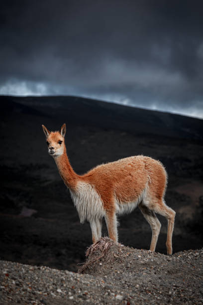 bellissime vicuñas che abitano il vulcano chimborazo - inhabit foto e immagini stock