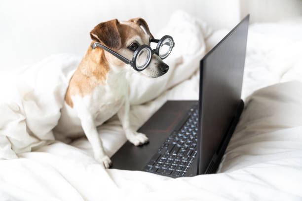 istock Dog Jack Russell terrier in bed concentrated looking to laptop computer screen. 1297414327