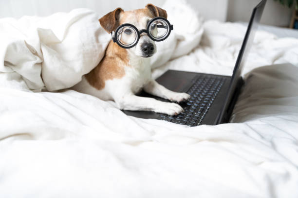 istock dog Jack Russell terrier in round nerdy glasses lying in white bed using laptop computer 1297414494