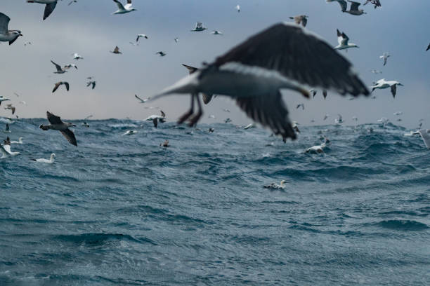 Northern gannet bird: feeding frenzy behavior. The birds stand nearby a fishing net and dive continuously to steal fish.