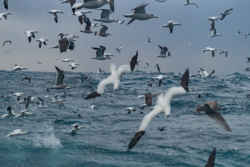 Northern gannet bird: feeding frenzy behavior. The birds stand nearby a fishing net and dive continuously to steal fish.