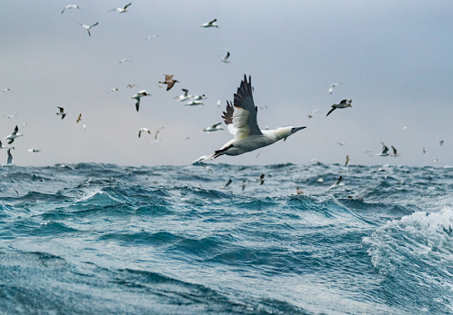 Northern gannet bird: dive bomb feeding frenzy behavior