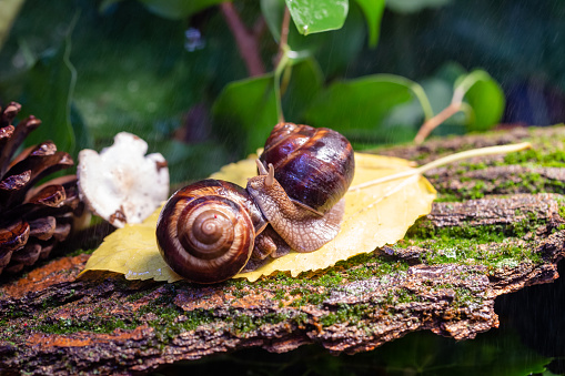 Large snails crawling along the bark of a tree. Photo in the wild. Burgudian, grape or Roman edible snail from the Helicidae family.