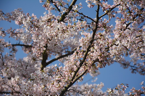 Pink Cherry Blossom on a Beautiful Day