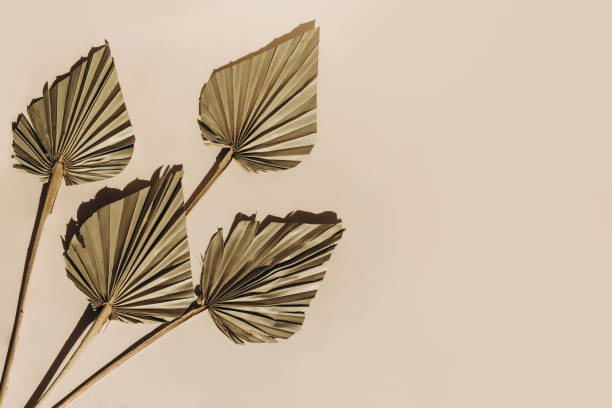 istock Summer sunlight creative background with palm leaves on beige. Monochrome. 1297417658