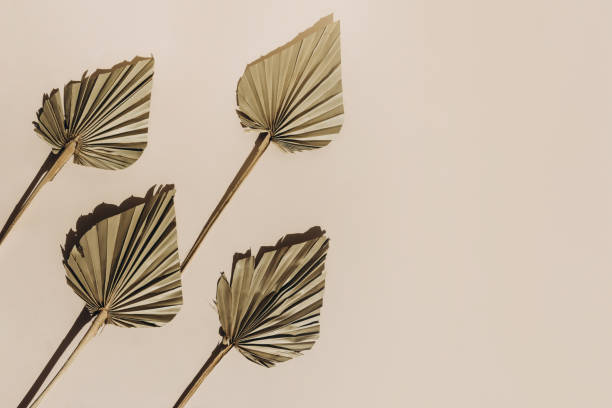 istock Summer sunlight creative background with palm leaves on beige. Monochrome. 1297417666