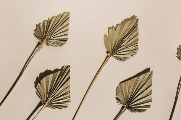 istock Summer sunlight creative background with palm leaves on beige. Monochrome. 1297417669