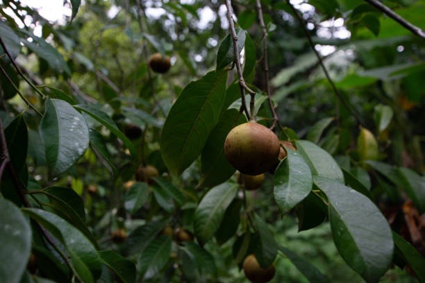 Wild nutmeg plant Wild nutmeg plant, full of fruits ready to be grown walnut grove stock pictures, royalty-free photos & images