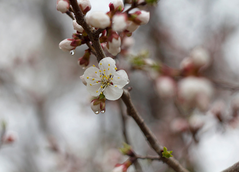 A blooming apricot branch in the rain. Springtime.