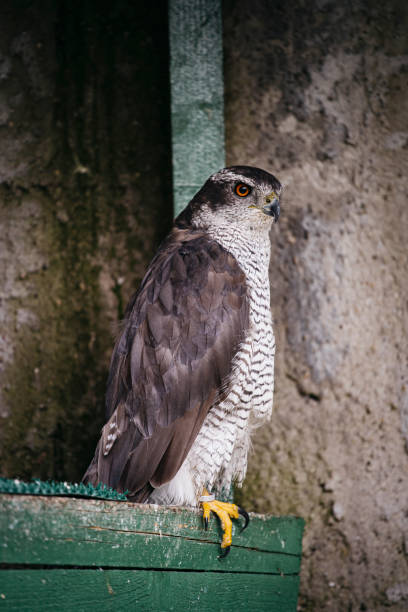 istock Goshawk (Accipiter nisus 1297418474