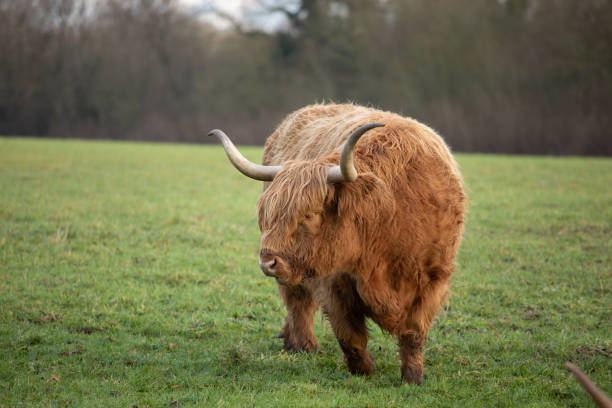 istock female Highland cows in a field 1297419880