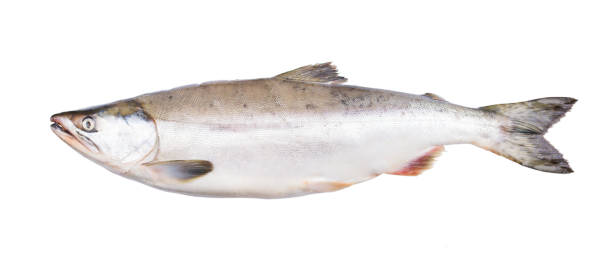 istock Fresh-frozen whole fish pink salmon. Isolated on white background 1297420208