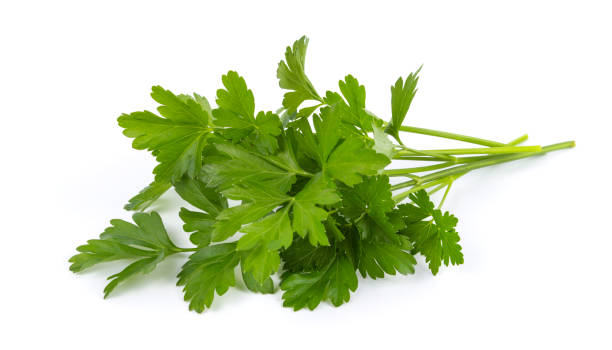 istock fresh bunch of green parsley isolated on white background 1297420229